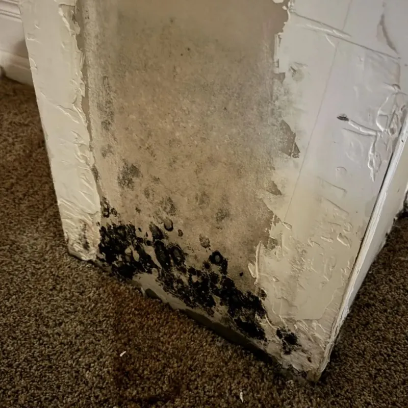 Professional Mold Removal in Grayville, IL
